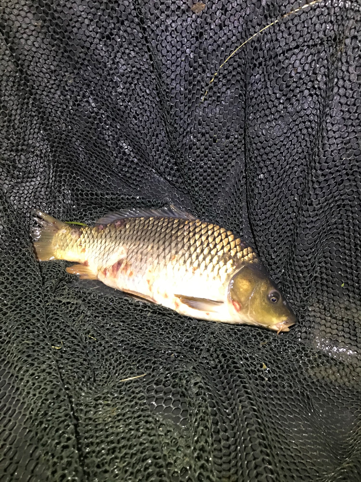 Green Paradise 3 - 5 iulie 2020 - CBC33864B04D4B609BD61ECF25B5555B.jpg